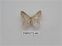 藏品(尺蛾343)的圖片